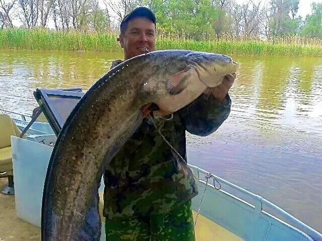 Астраханские сомы гиганты. Рыбалка на сома в астрахани. Астраханский сом. Рыбалка на сома в астрахани. Астраханский сом.