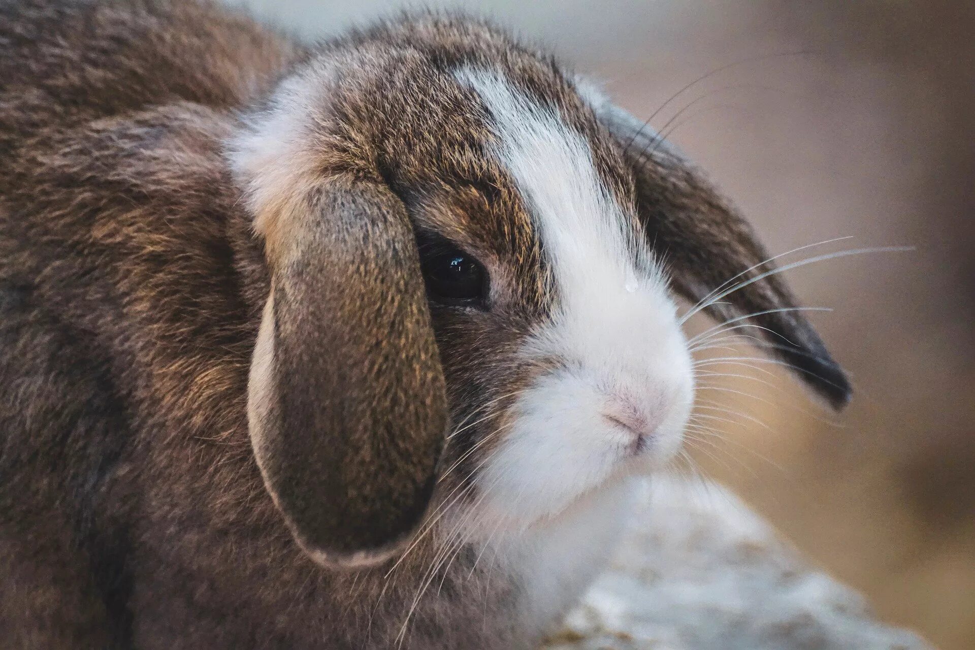 Кролик баран. Заячьи уши. Заяц с длинными ушами. Уши зайца.