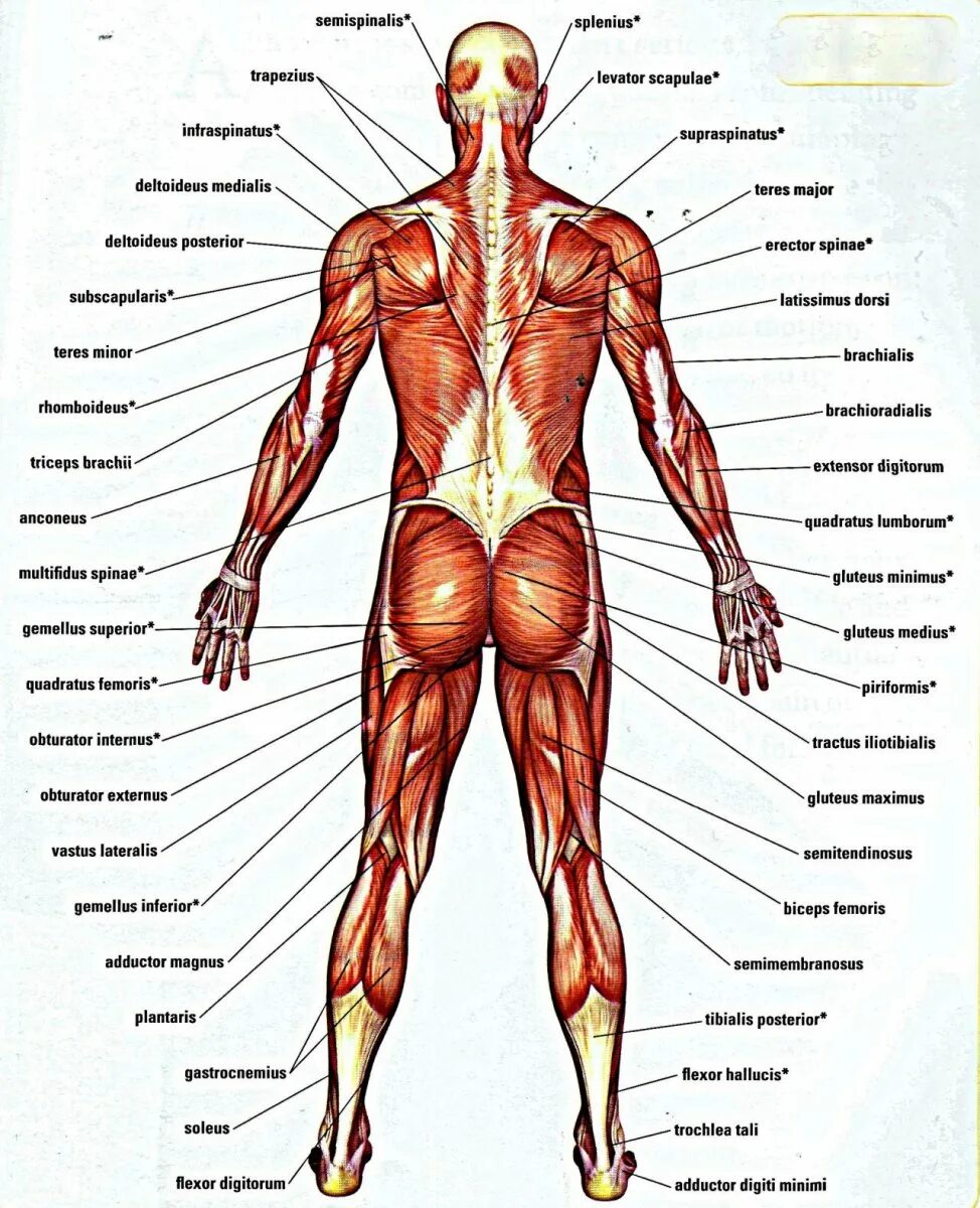 Мышцы туловища человека анатомия атлас. Мышечная система человека атлас схема. Главная мышца тела