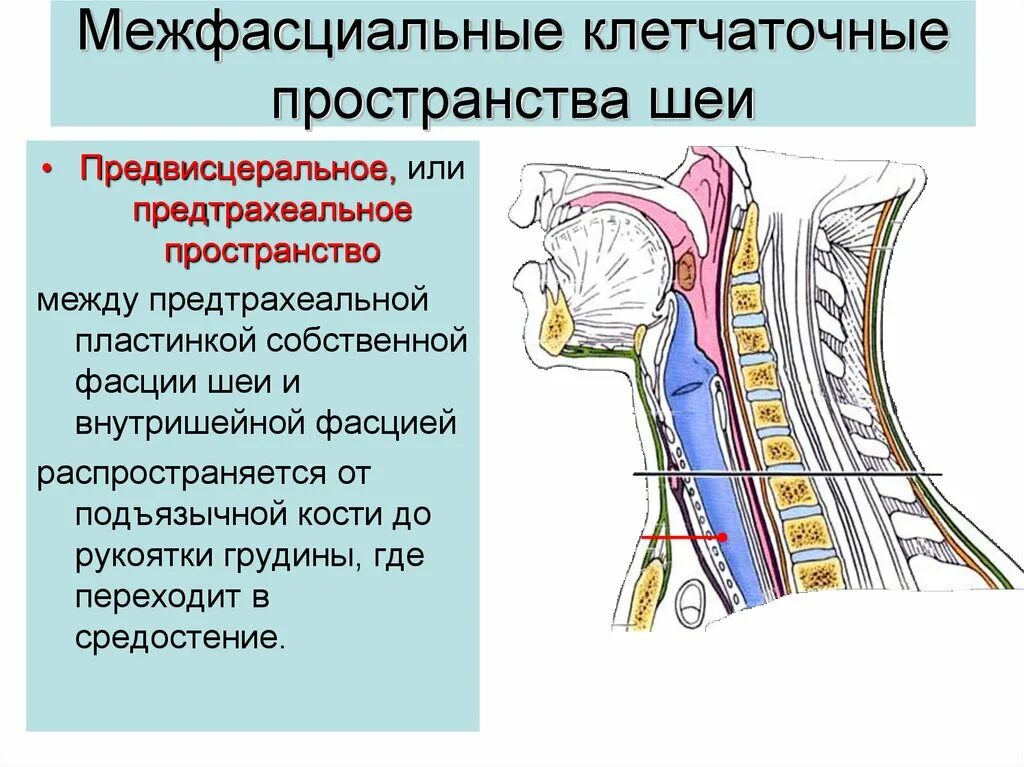 Spatium retropharyngeum. Предстрахеальное клеточное пространстао. Надгрудинное межапоневротическое клетчаточное пространство шеи. Клетчаточные пространства шеи. Претрахеальное клетчаточное пространство шеи.