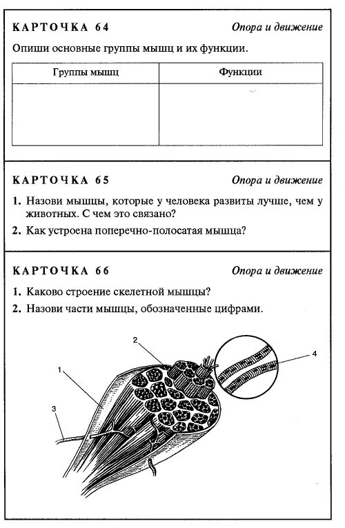 Контрольная по биологии 8 класс тема птицы. Дидактические карточки по биологии 8 класс. Биология 8 класс задания. Задания по биологии 8 класс мышцы. Карточки задания по биологии 9 класс.