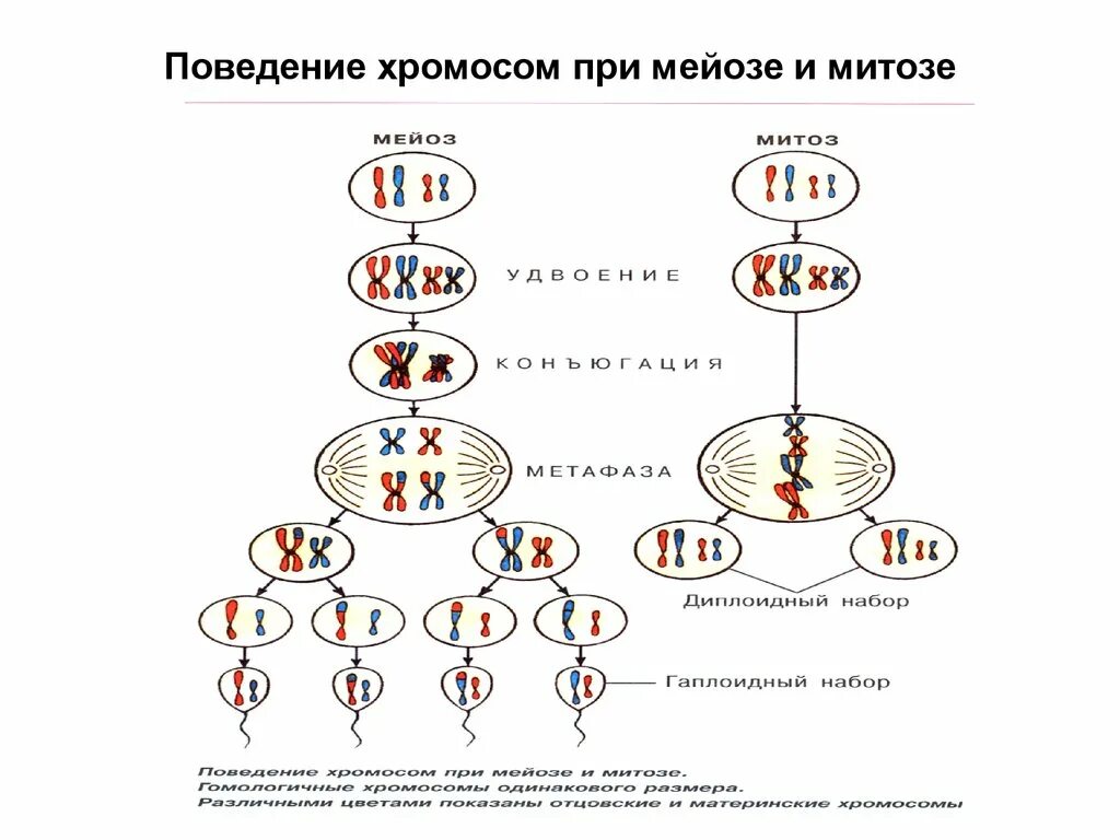 Исходная клетка мейоза. Схема митоза 2n. Набор хромосом материнской клетки в мейозе. Набор хромосом и процессы в митозе и в мейозе. Схема мейоза с набором хромосом и ДНК.