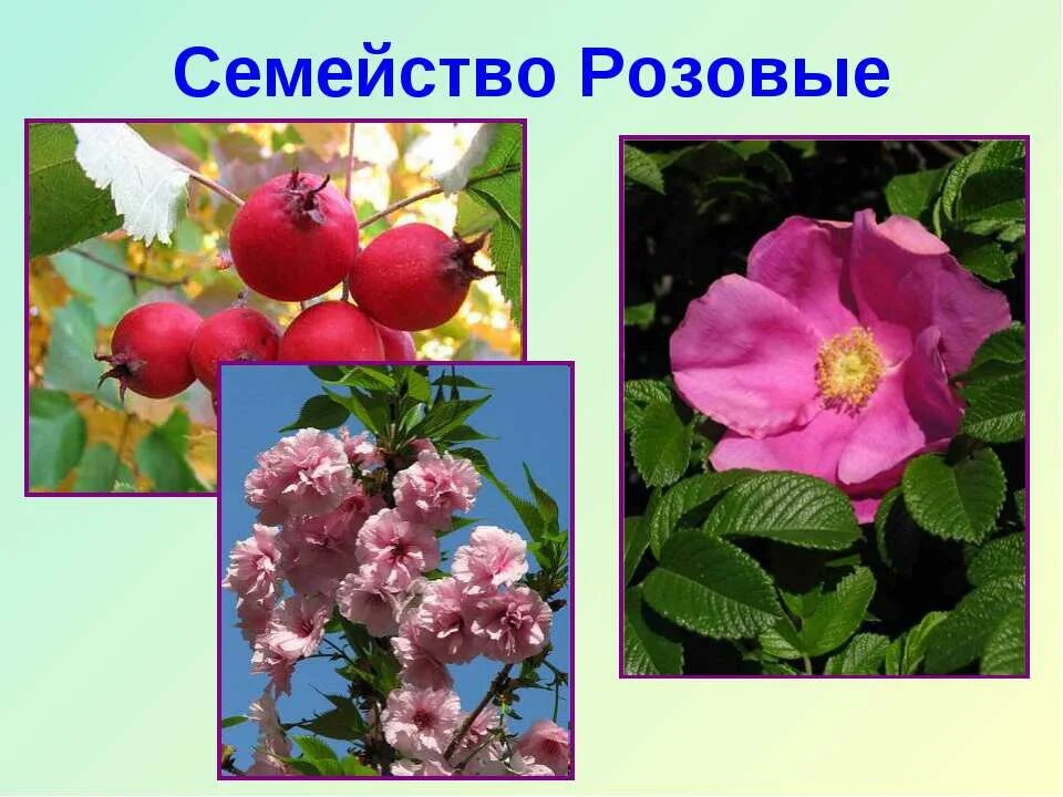 Розоцветные растения список. Розоцветные представители. семейство розоцветные представители. представители розоцветных растений. розовые растения семейство.