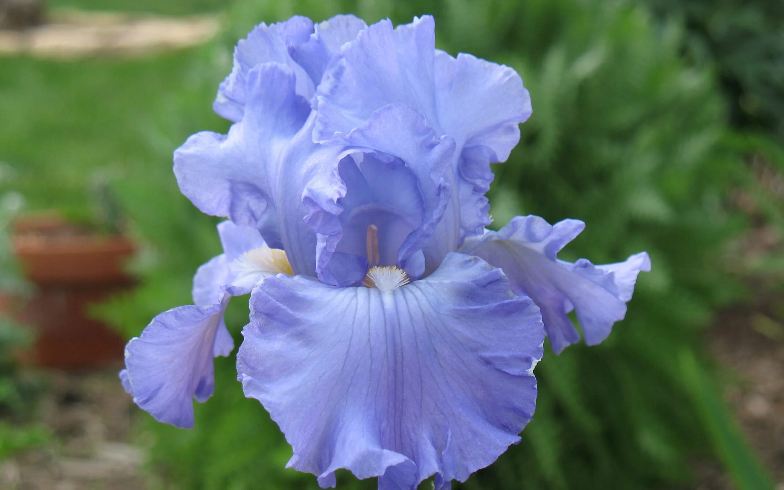 Iris des