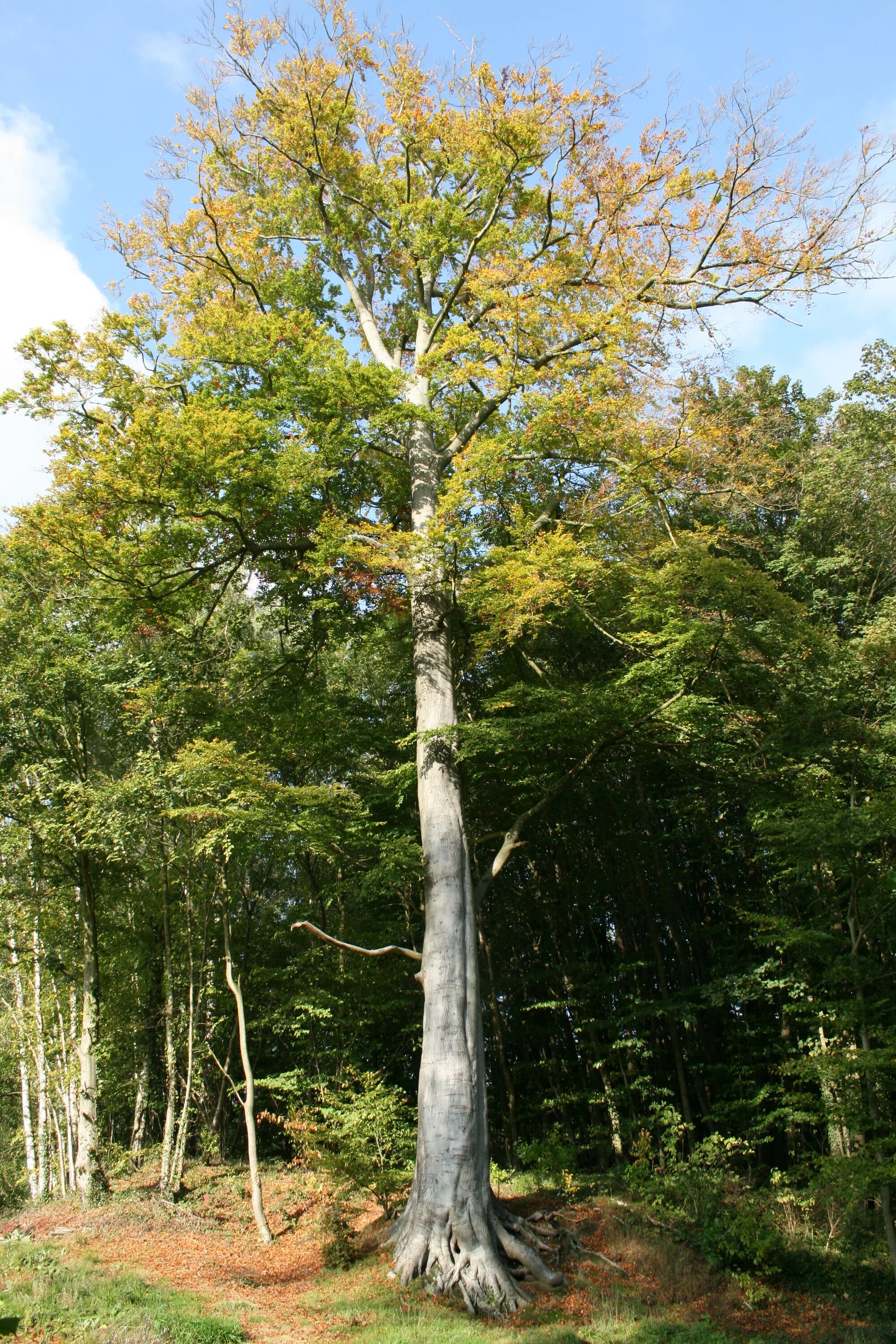 Дерево бук фото и описание. Бук крупнолистный (Fagus grandifolia). Дерево бук Европейский. Fagus grandifolia дерево. Бук обыкновенный (Fagus sylvatica).