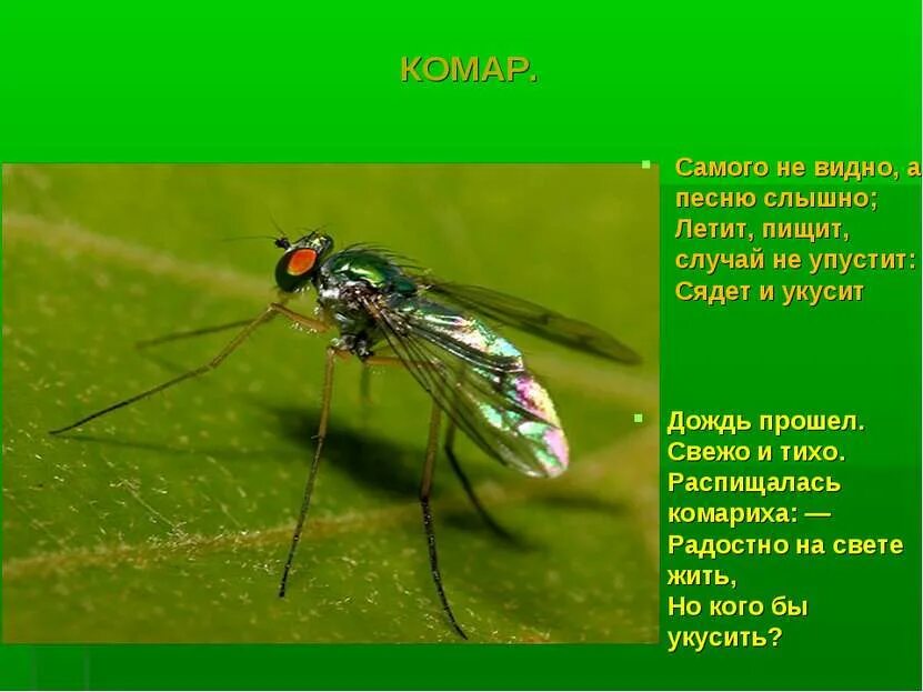 Летит пищит сядет
