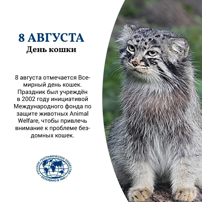Какой плотности достигает шерсть сибирского манула