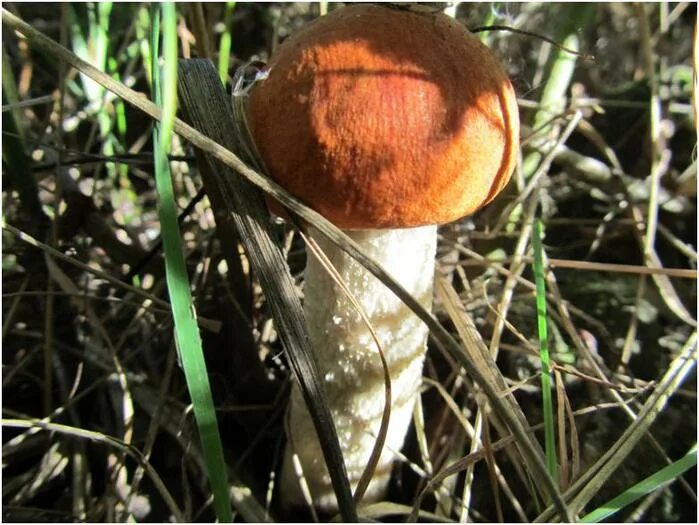 Карусель гриб. Загадки про грибы. Стоит старичок колпачок загадка. Загадка про подосиновик. Загадка про подберезовик.