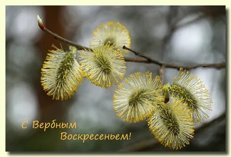 Вербное воскресенье 2024 в какой день