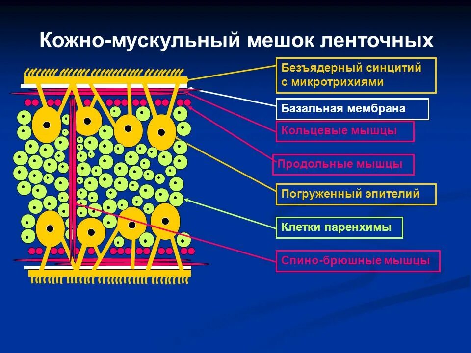 Строение кожно мускульного мешка. Строение кожно мускульного мешка плоских червей. кожно-мускульный мешок плоских червей тегумент. ленточные черви кожно-мускульный мешок. кожно-мускульный мешок у ленточных червей.