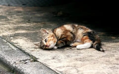 Подобрала бездомного котенка