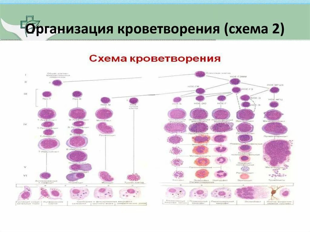 Постэмбриональный гемопоэз. Схема кроветворения патанатомия. Схема гемопоэза гистология. Схема постэмбрионального гемопоэза. Схема кроветворения гематология Черткова.