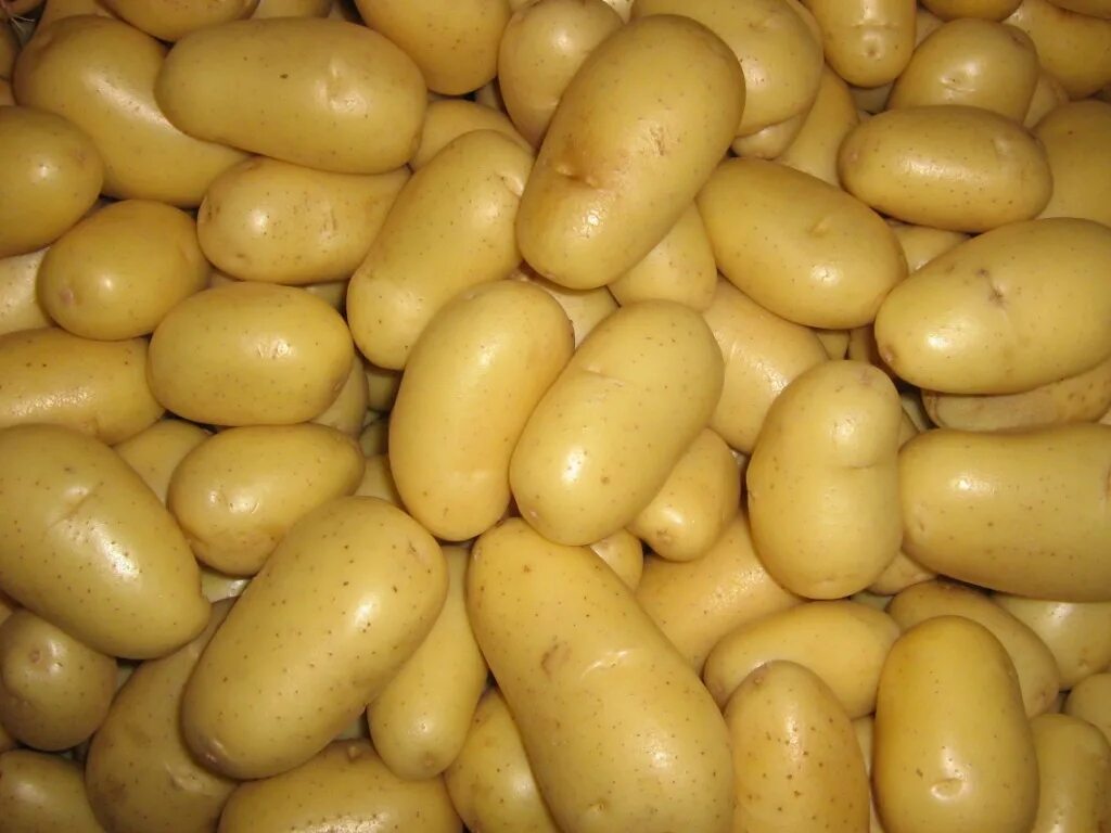 Какие семена картошки. Сорт картофеля скарб семенная. Сорт картофеля кубанка. Семенной картофель голландка. Семеной картофель галанка.