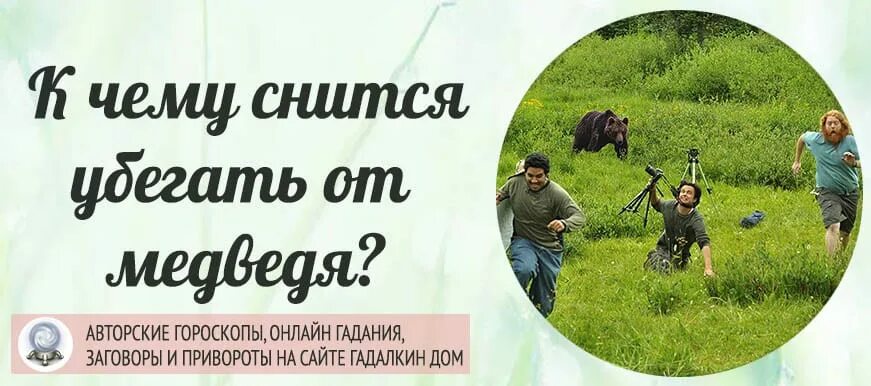 Медвежонок во сне к чему. К чему снится медведица. К чему снится медведь. К чему снится медведь мужчине. К чему снится медведица женщине.