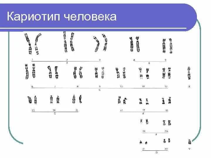 Кариотип человека определяют