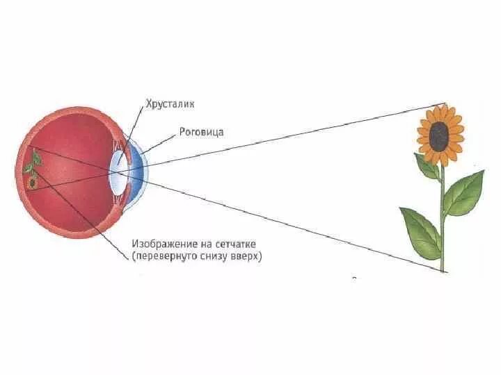 Принцип работы хрусталика 8 класс биология. Перевернутое изображение на сетчатке глаза. Как получается изображение на сетчатке глаза. Как формируется изображение предметов на сетчатке. Построение изображения предмета на сетчатке глаза.