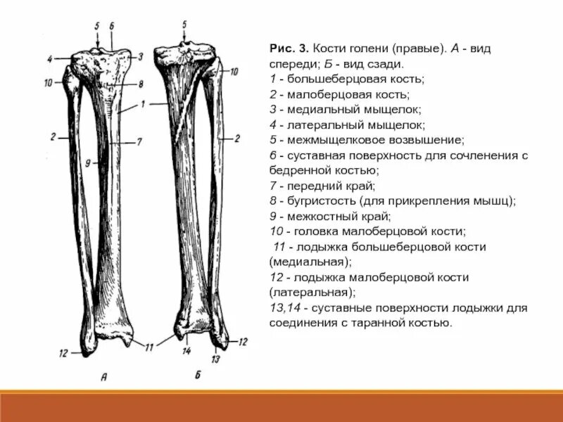 Малоберцовая кость соединения. Кость голени анатомия строение. Скелет тазового пояса и свободной нижней конечности. Кости голени малоберцовая кость. Кости нижней конечности человека таз.