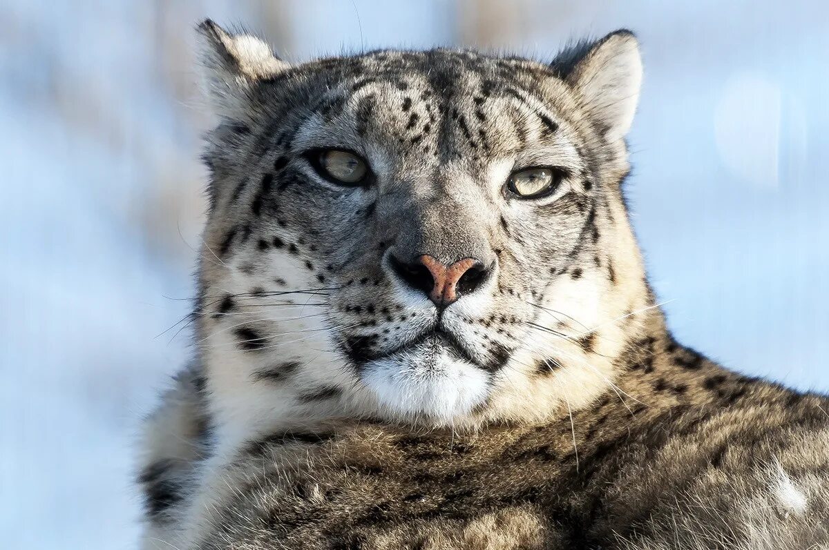 Барс живущий. Снежный барс uncia uncia. - снежный барс (panthera uncia. снежный барс (ирбис, снежный леопард). снежный барс ирбис фото.
