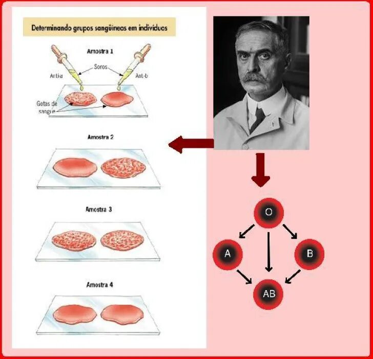 Группа крови история. Ланштайнер группа крови. Ландштейнер открыл группы крови.