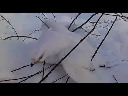 Как сделать куропатку