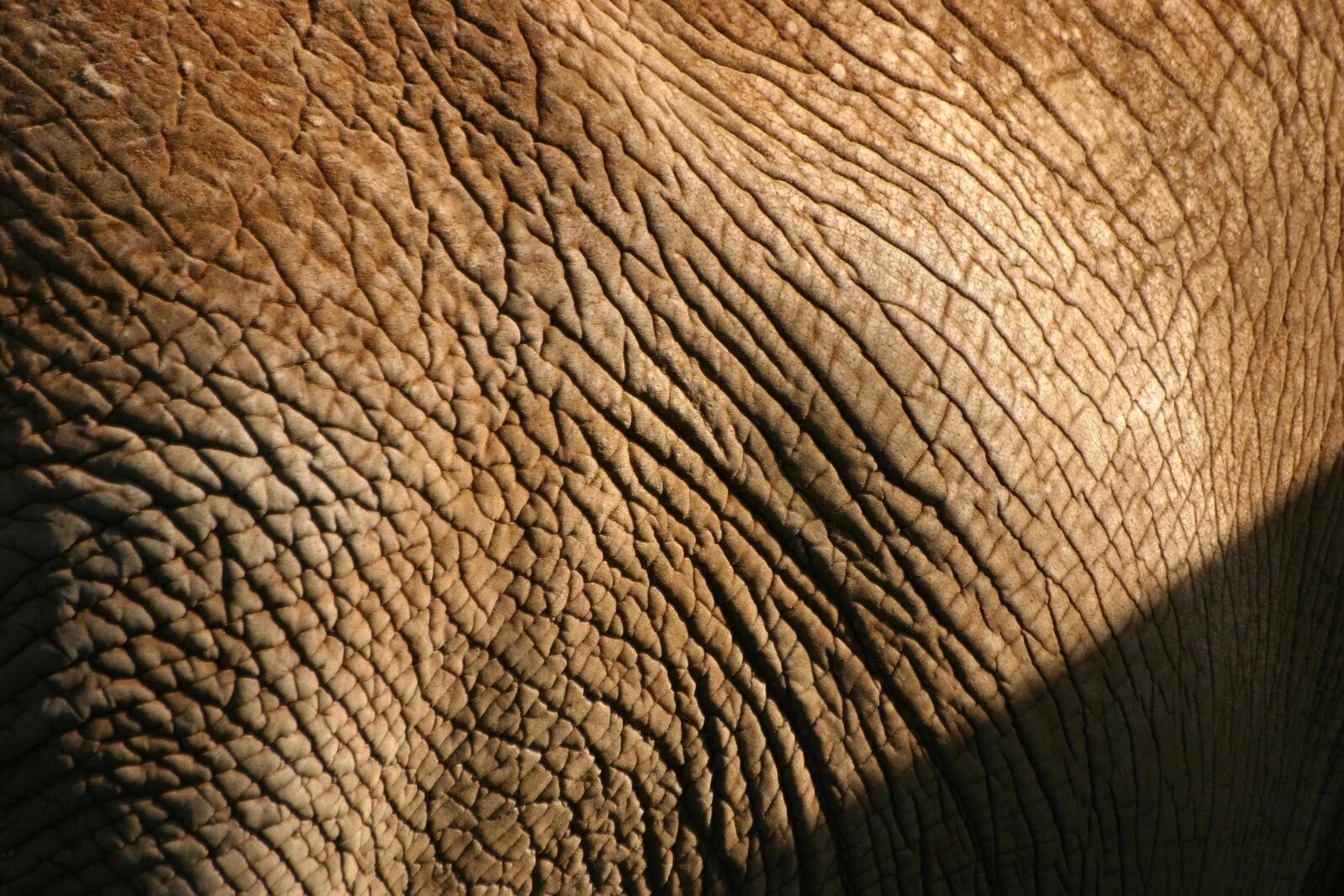 Какого цвета кожа слонов. Кожа носорога. Кожа слона текстура. Шкура носорога. Текстуры кожи животных.