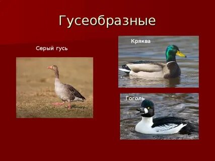 Представители гусеобразных