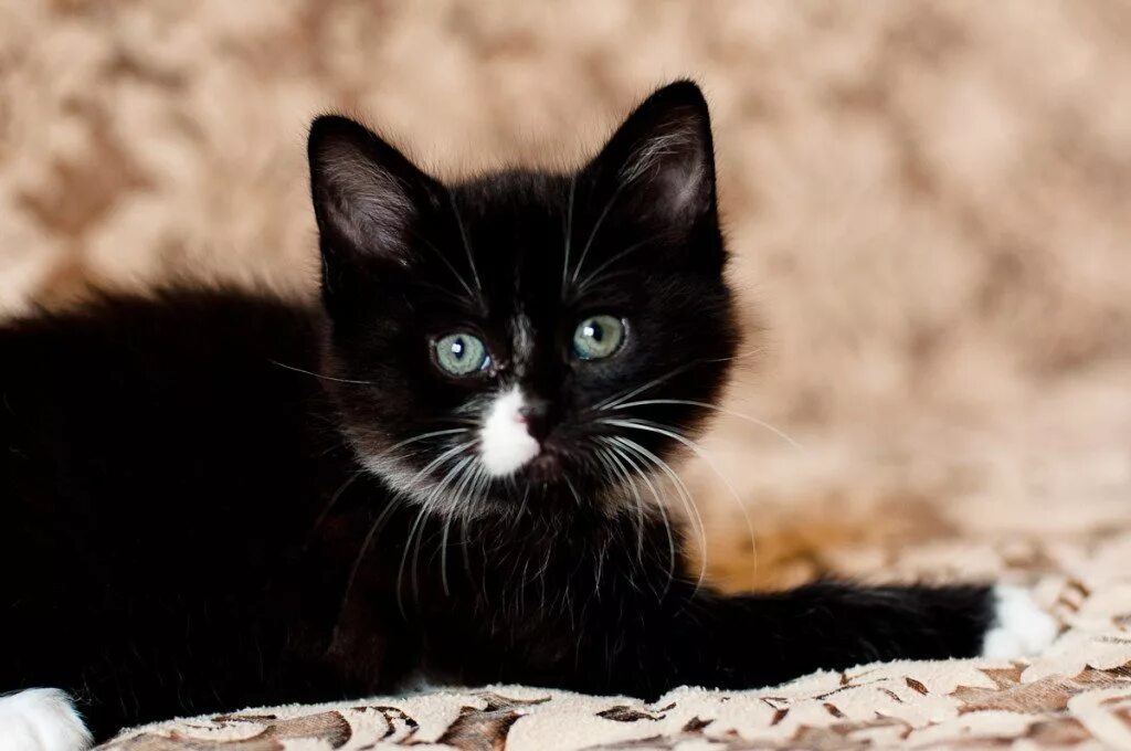 Имя для черно белого кота. Черный котенок. Девочка с черным котенком. Котята черного цвета. Красивый черный котик.