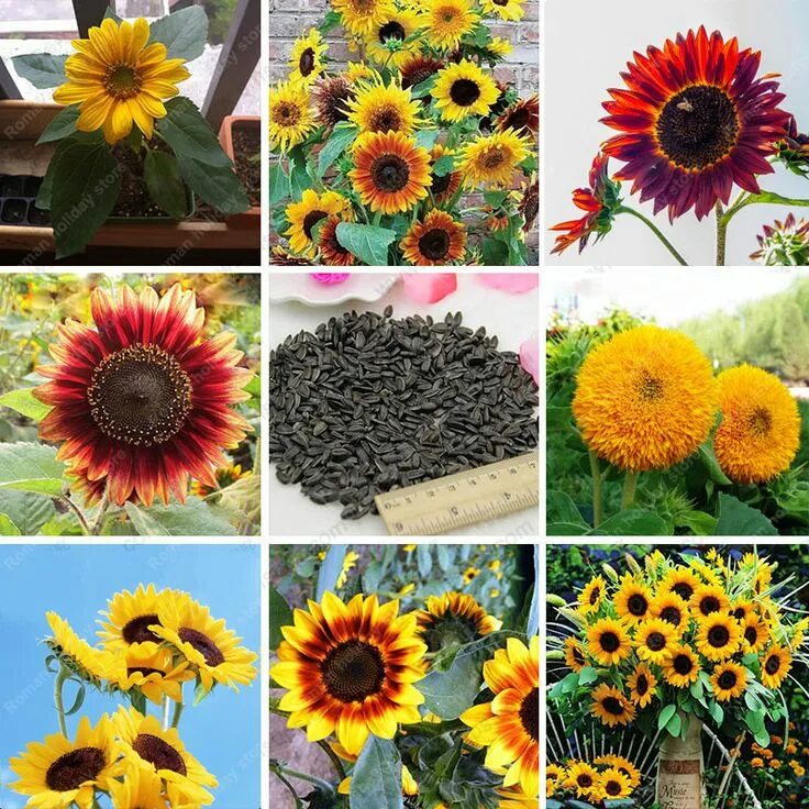Цветы как подсолнух как называется. Гелиантус семена. helianthus maximiliani. подсолнух сорт pacino. подсолнечник декоративный мэджик f1.