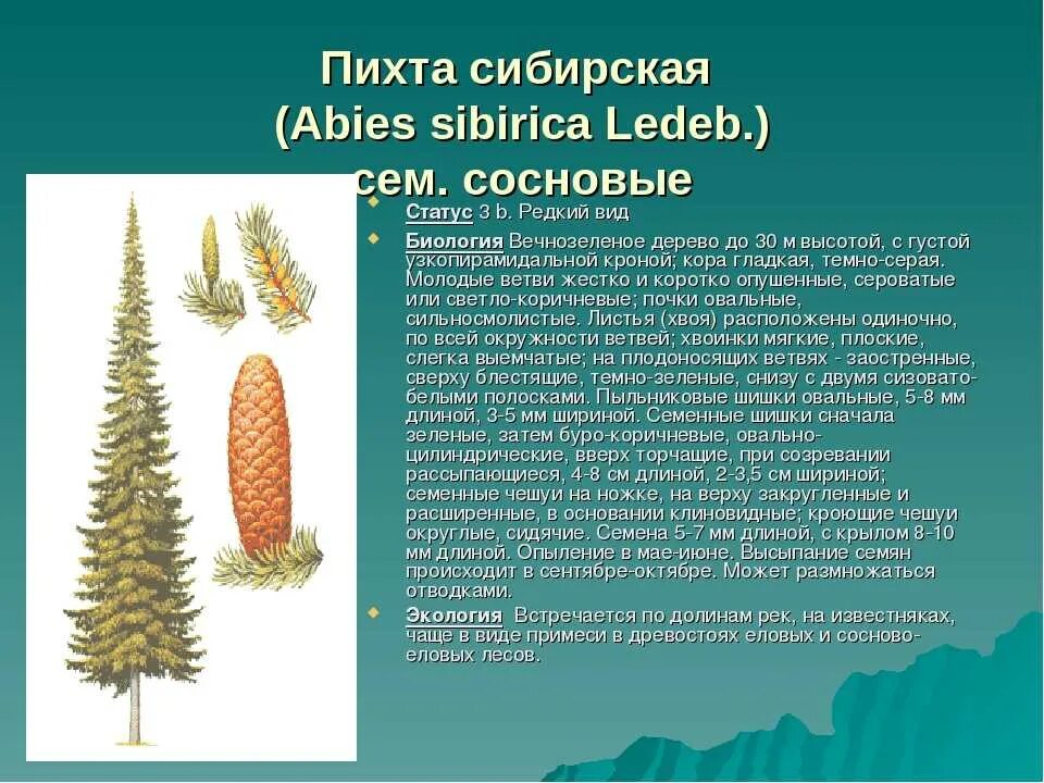 Описание шишек ели. Строение шишки пихты сибирской. Пихта Сибирская расположение хвоинок. Пихта Сибирская шишки описание. Пихта Сибирская (Ábies sibírica).