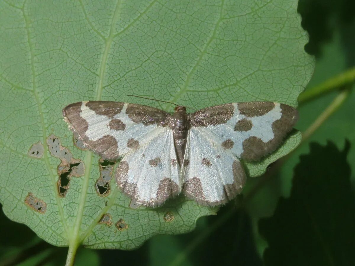 Identify a moth Butterfly Conservation