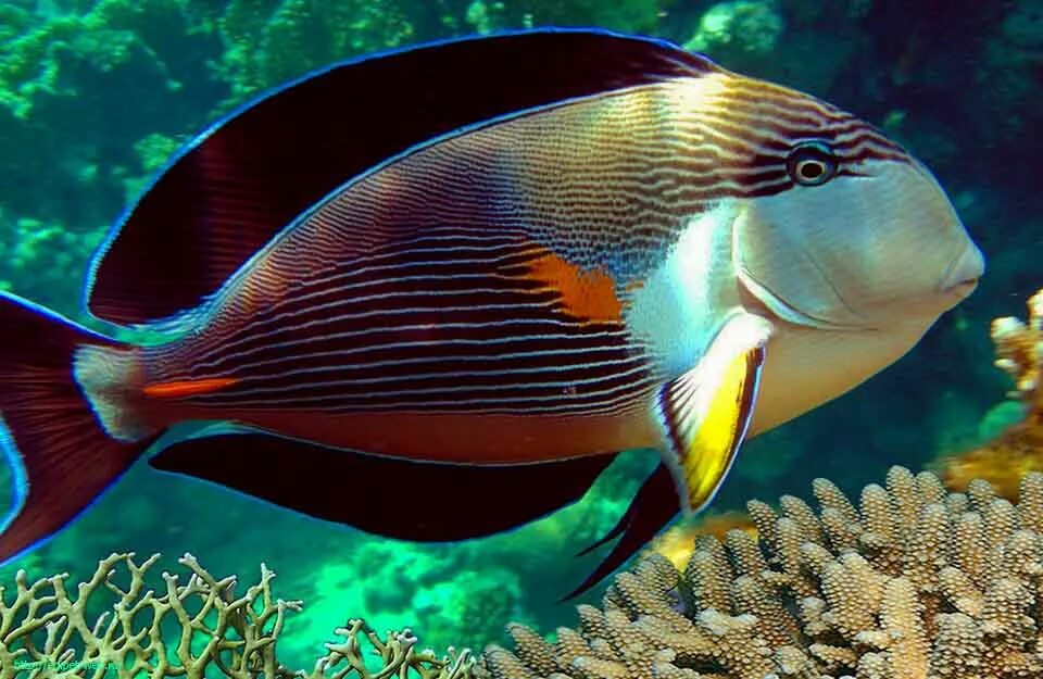 аквариумная рыбка желтохвостая. рыба ангел синеголовый. йеллоу фиш. про морских рыбок. зебрасома синяя желтохвостая.