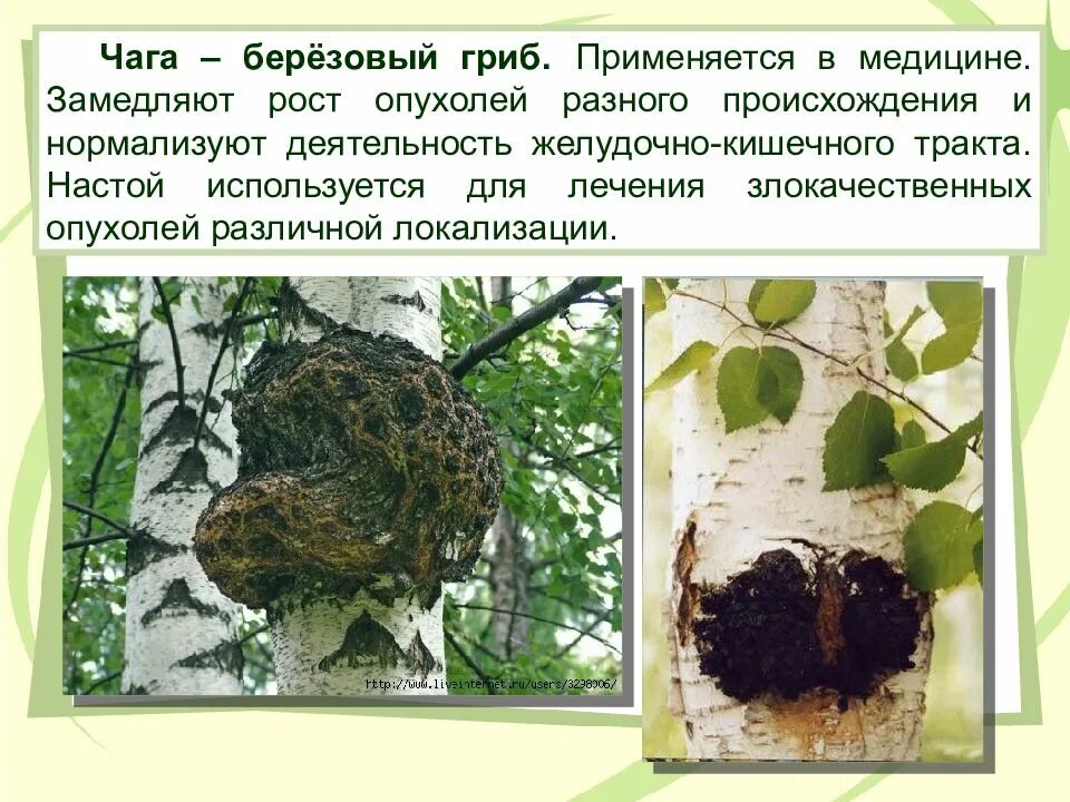 Чага березовая применение лечение отзывы противопоказания