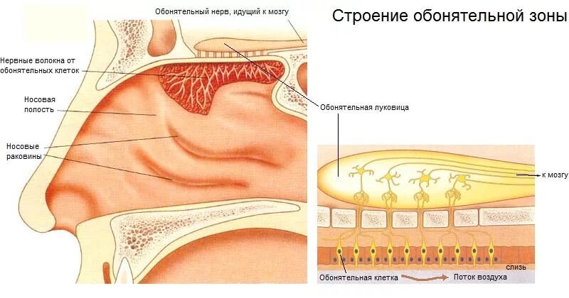 Обонятельный анализатор строение и функции. Обонятельная функция носа. Строение носа обоняние. Обонятельная зона полости носа. Обонятельный канал