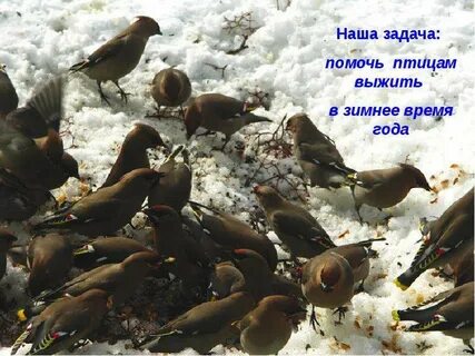 Зачем нужны птицы в городе