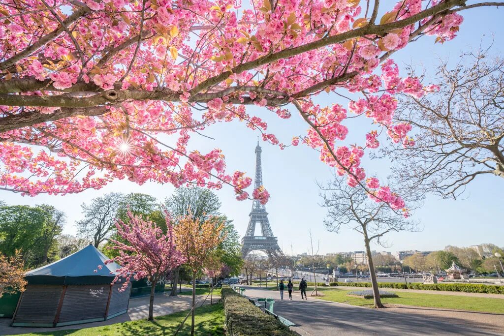 Эйфелева башня с сакурой. Сакура в Париже. Цветение Сакуры в Париже. Сакура в Париже фото.
