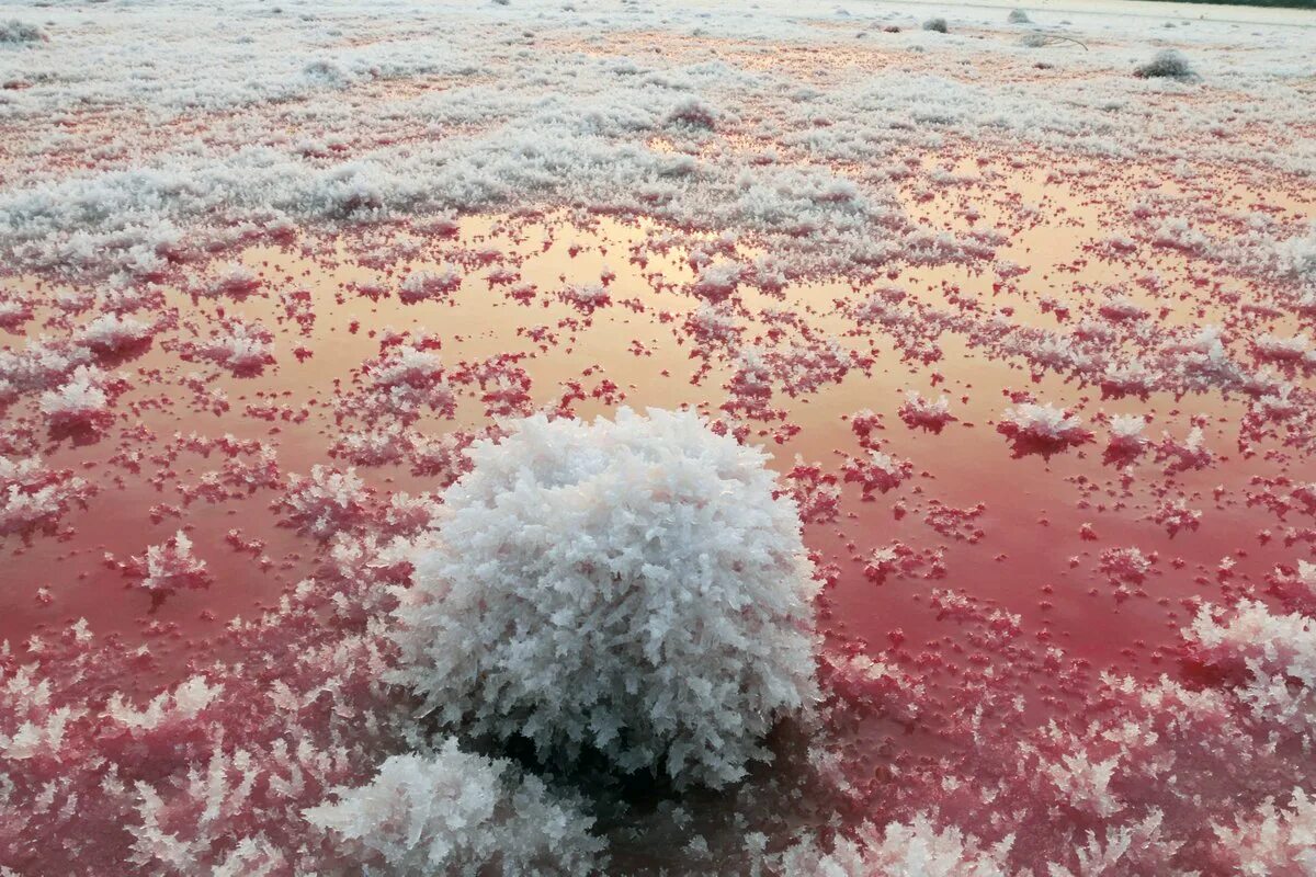 Какие воды самые соленые. Соль мёртвого моря. Мёртвое море-озеро соль. Соленое озеро Мертвое море. Озеро Шотт-Эль-Джерид Тунис бактерии.