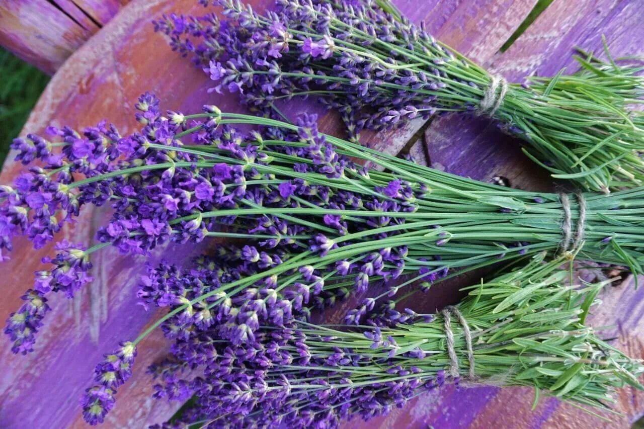 Лаванда шалфей вереск. Лаванда узколистная вознесенская. Lavandula officinalis. Лавандин куст. Лаванда узколистная прованс.