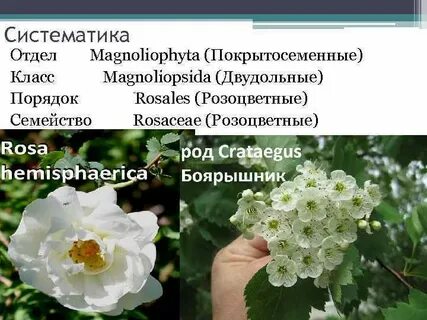 Род семейства розоцветных