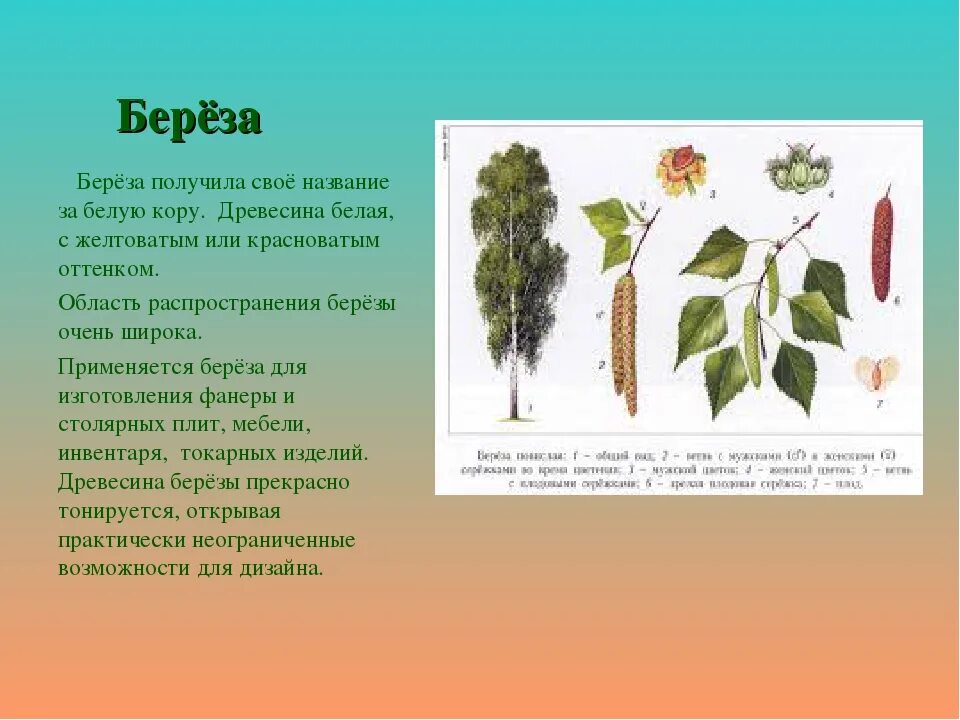 Чем можно объяснить широкое распространение березы