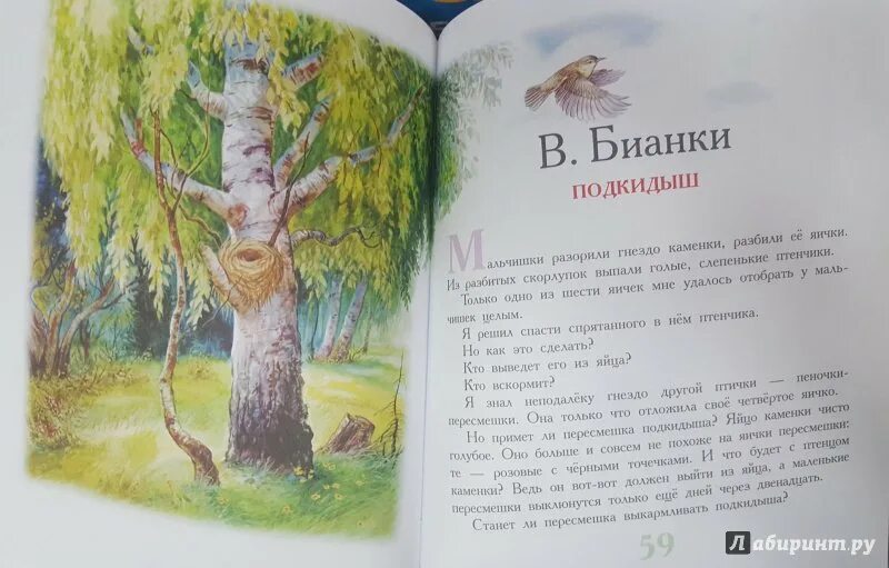 Читать подкидыш для бывшего. Подкидыш рассказ Бианки. Рассказ Подкидыш читать. Бианки Подкидыш читать. Рассказ Бианки Подкидыш читать.