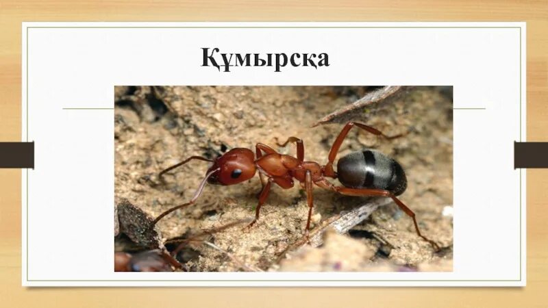 Кумырска. Муравей с грузом. Кумырска бел нагыс. Құмырсқа мен