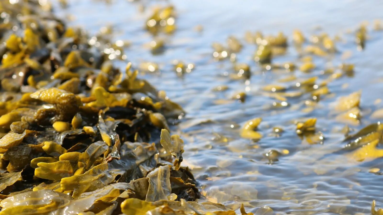 Водоросли белого моря. Ламинарии белого моря. Фукус белое море. Бурые водоросли белого моря.