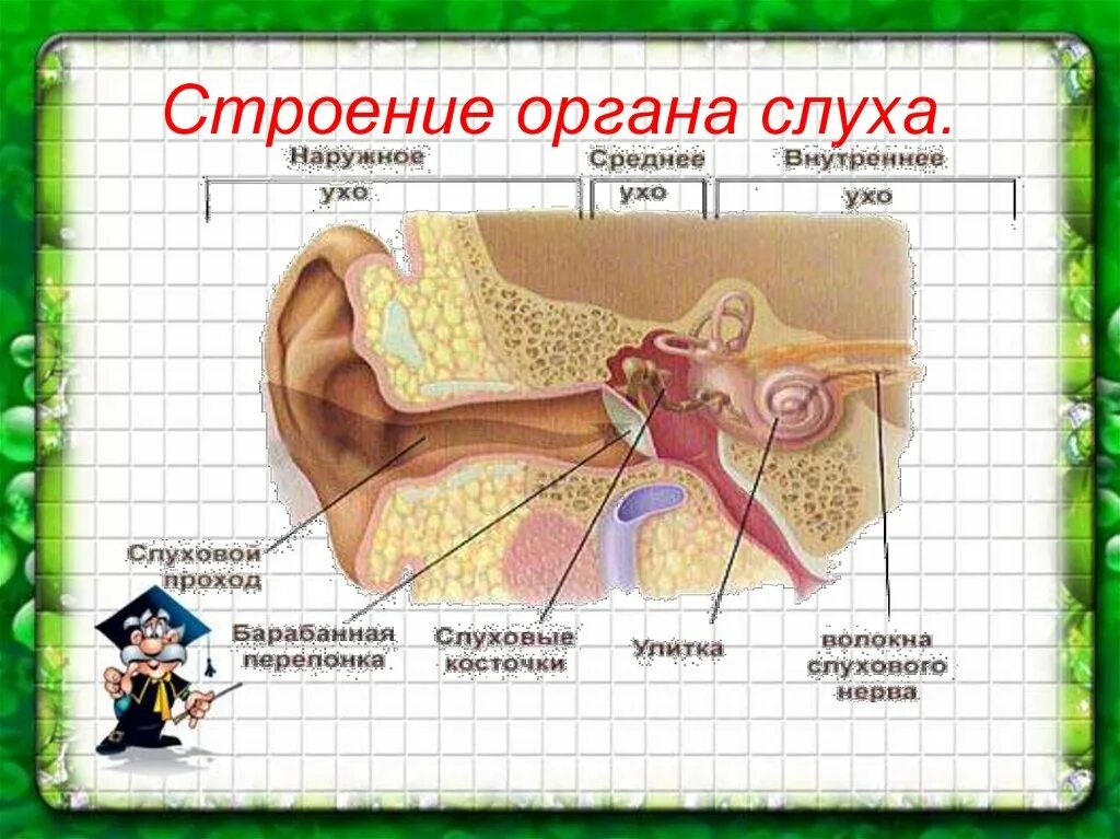 Орган слуха строение уха. Строение органа слуха анатомия. схема строения органа слуха и равновесия. орган слуха анатомия уха строение. строение органа слуха человека анатомия.