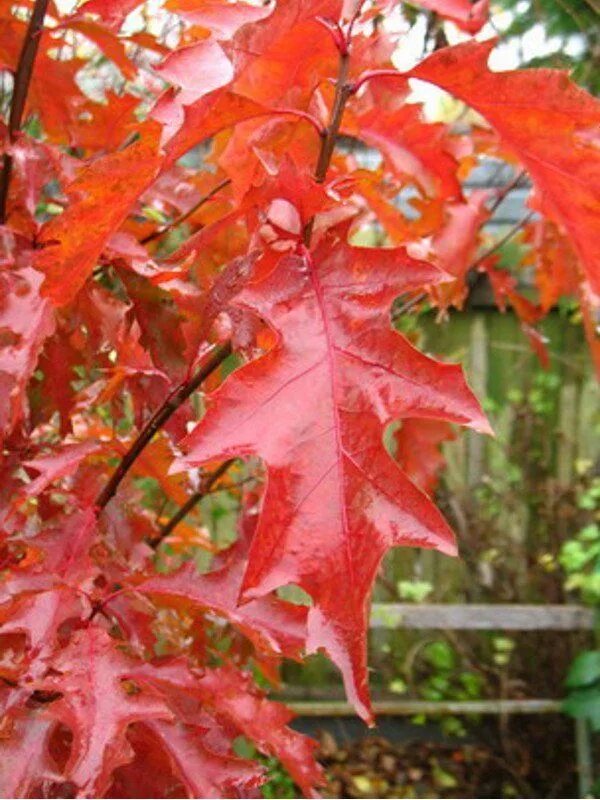 Красно черешчатый дуб. Дуб красный Quercus rubra. Дуб красный, Северный Quercus rubra. Quercus rubra (дуб красный) 'Aurea'. Дуб канадский краснолистный.