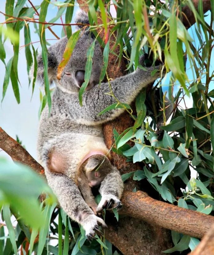 Едят ли коалы. Коала сумчатое. Коала сумчатая с детенышем. Сумчатый коала сумка. Сумчатая ли коала.
