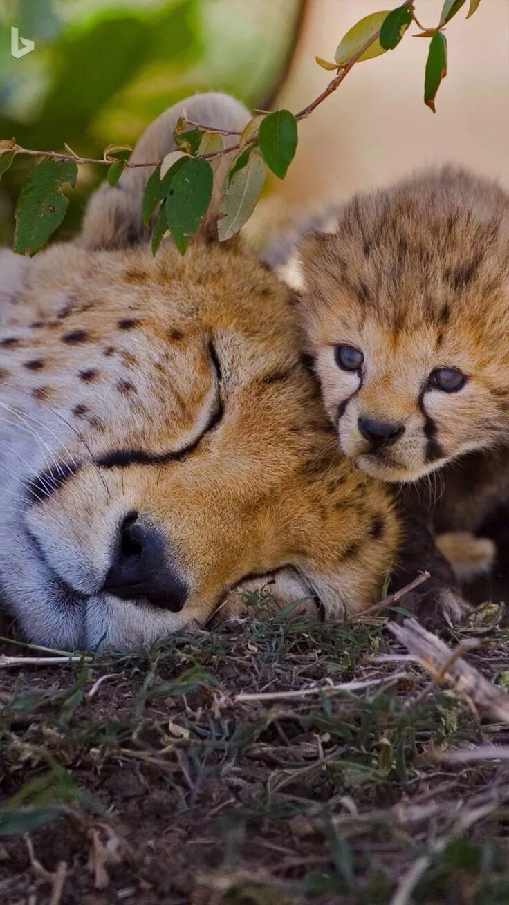 Wildlife in danger. Детеныш гепарда. Гепарды обнимаются. Гепард для детей. Гепард мама и детеныш.