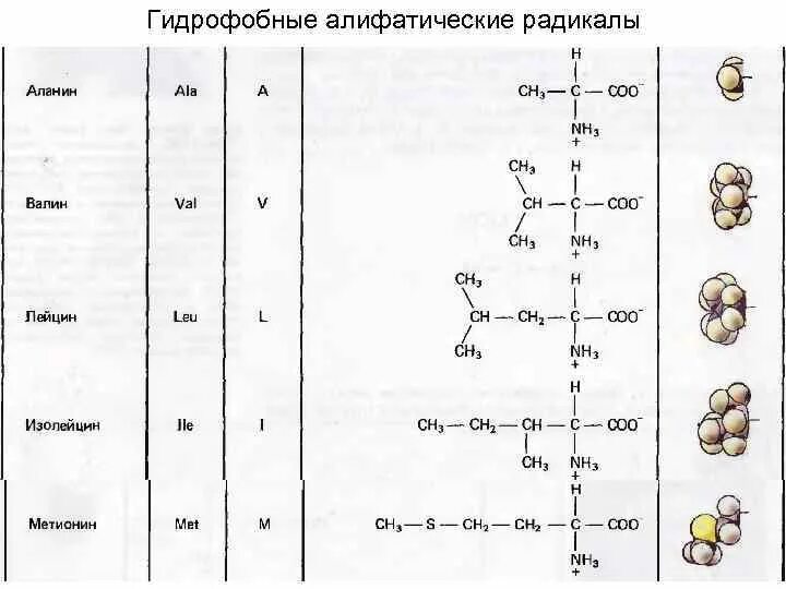 Какие функциональные группы аминокислот. Функциональные группы аминокислотных радикалов. Алифатические гидрофобные аминокислоты. Классификация аминокислот гидрофобные гидрофильные. Классификация радикалов аминокислот.