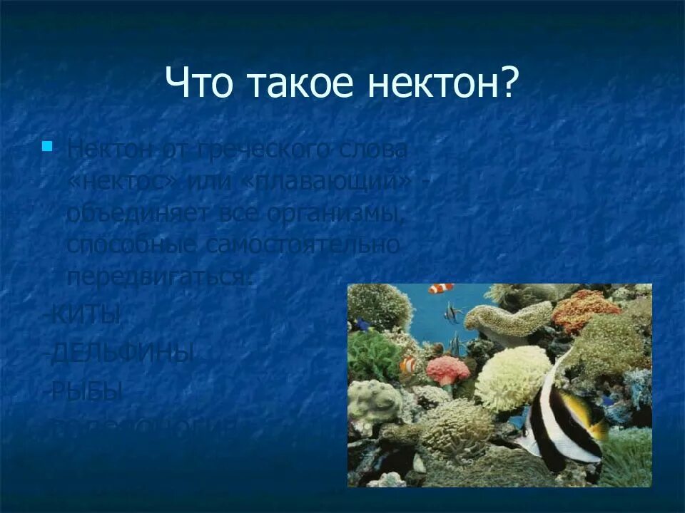 Доклад жизнь в океане. Жизнь в океане 7 класс география. жизнь в океане презентация. жизнь в океане презентация 7 класс. жизнь в океане доклад.
