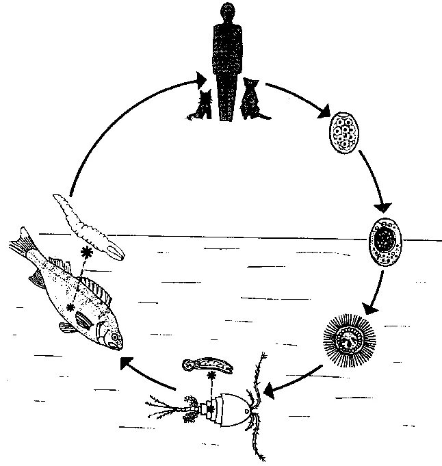 Жизненный цикл широкого лентеца Diphyllobothrium latum. Цикл широкого лентеца схема. Цикл развития широкого лентеца схема. Diphyllobothrium жизненный цикл.