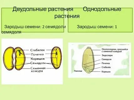 Зародыш семени класс двудольные